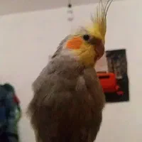 یک عدد عروس هلندی گمشده