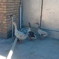 قوغاز نر بالغ و دو عدد غاز ماده
