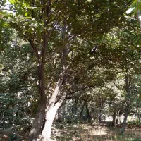 ۱۷۰۵ متر باغ - خدابخش