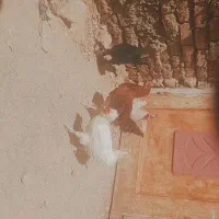 مرغ|حیوانات مزرعه|گناباد, |دیوار