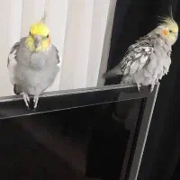 جفت عروس هلندی|پرنده|هشتگرد, هشتگرد قدیم|دیوار