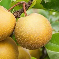 پیشفروش با شرایط چک نهال گلابی ناشی|خدمات باغبانی و درختکاری|خوانسار, |دیوار