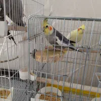 عروس هلندی