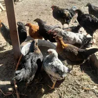 مرغ و خروس و تاخچه|حیوانات مزرعه|نیشابور, ده حلاج|دیوار