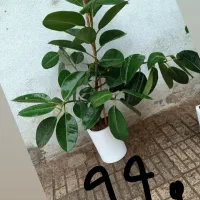 یلدایی متفاوت با ده درصد تخفیف