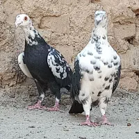 کفتر آلمانی بزک مسافتی|پرنده|مشهد, آبکوه|دیوار