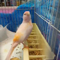 فروش موزایکی نر ریز خون چشم شرابی معاوضه با سهره|پرنده|جویبار, |دیوار