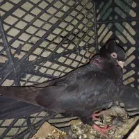 زاغ نر معاوضه با زاغ ماده