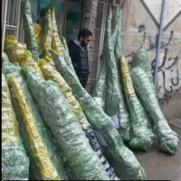 نهالستان چم در میاندوآب|خدمات باغبانی و درختکاری|تبریز, |دیوار