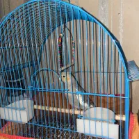 عروس هلندی