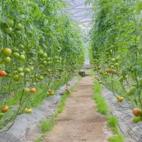 گلخانه طرح اسپانیایی