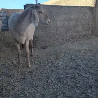 کابر چینی  قندوزی|حیوانات مزرعه|درمیان, |دیوار