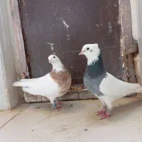 کبوتر طوقی|پرنده|پیرانشهر, |دیوار