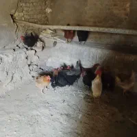 مرغ|حیوانات مزرعه|ملایر, |دیوار