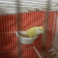 کوتوله قفس چوبی|پرنده|مشهد, ایوان|دیوار