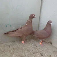 نروماده جفتگاه|پرنده|تربت‌حیدریه, ۴۵ متری|دیوار