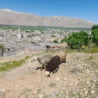 دو عدد میش  بره