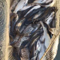 ماهی غزل تازه وزنده