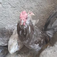 مرغ و خروس گلین|حیوانات مزرعه|پاکدشت, پاکدشت (مامازند)|دیوار