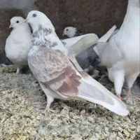 نوبران کفتر