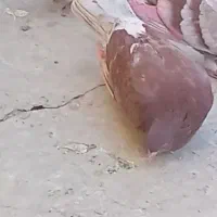 قرمزی نر|پرنده|معصومیه, |دیوار