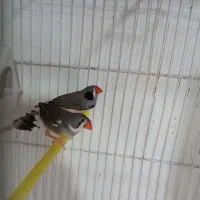 جفت فنچ لپ سیاه