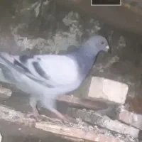 این کبوتر ۱۰ روز کسی خواست|پرنده|کارون, |دیوار