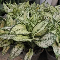 گل و گیاه آپارتمانی آگلونما