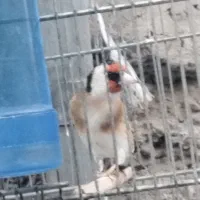 سهره نر بخون