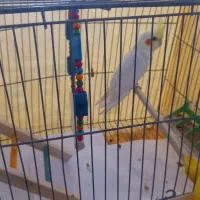 عروس هلندی|پرنده|خمینی‌شهر, |دیوار