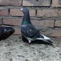 مسافتی پر غلط|پرنده|نگین شهر, |دیوار