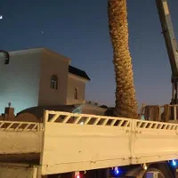 بریدن نخل. تمیزکردن نخل. بریدن انواع درخت|خدمات باغبانی و درختکاری|اهواز, شهرک نفت|دیوار