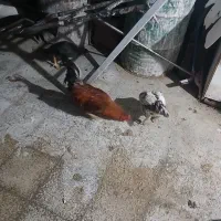 خروس دورگ کوردی