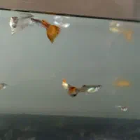 ماهی گپی|ماهی|مشهد, شهرک شیرین|دیوار