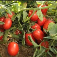 گوجه درجه یک تخم مرغی با بهترین کیفیت