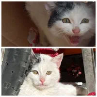 گربه بدون دم پارک کیوگمشده