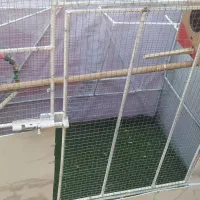 قفس