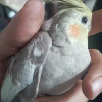 عروس هلندی بالغ و سرلاکی و فنچ