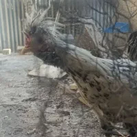 خروس محلی|حیوانات مزرعه|شیراز, دروازه قران|دیوار