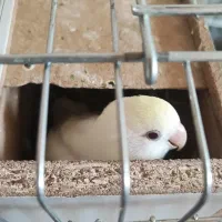 طوطی کوتوله برزیلی جفت رو تخم|پرنده|نجف‌آباد, یزدانشهر|دیوار