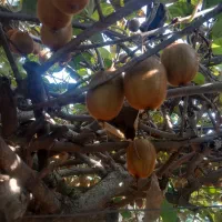 فروش میوه کیوی هایواردزیر برگ (توافقی)|عمده‌فروشی|لیسار, |دیوار