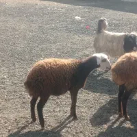 بره ماده نازار عتیقه|حیوانات مزرعه|صحنه, |دیوار