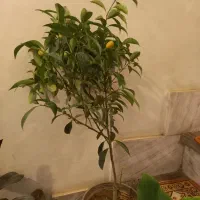 کاج مطبق دوشاخه بزرگ|گل و گیاه طبیعی|بروجرد, |دیوار