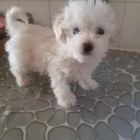 توله مالتیز کراس