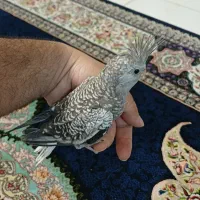 عروس هلندی جوجه