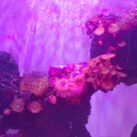 اکواریوم اب شور