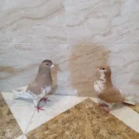 یک جفت پرنده خوب شهری