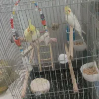 عروس هلندی نر ماده|پرنده|قم, شهرک مهدیه (مدرس)|دیوار