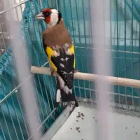 سهره|پرنده|پاکدشت, پاکدشت (مامازند)|دیوار