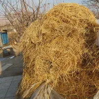 یونجه|خدمات باغبانی و درختکاری|مرند, |دیوار